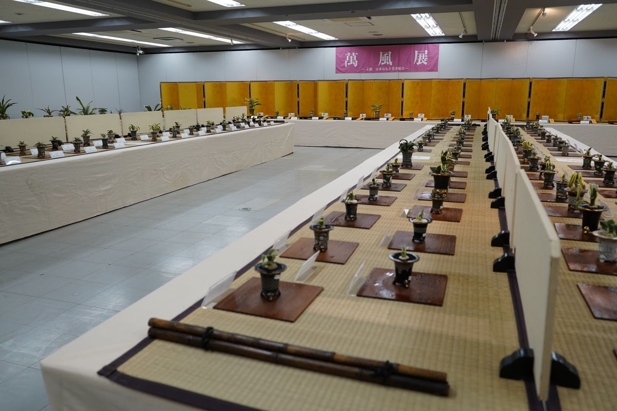 萬風展の会場。金屏風を背に、おもとの鉢が並ぶ