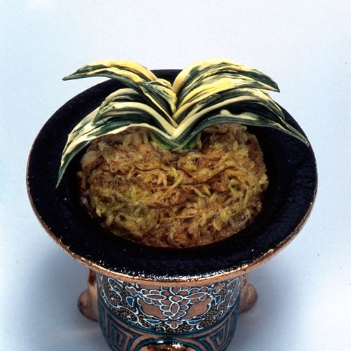 双天