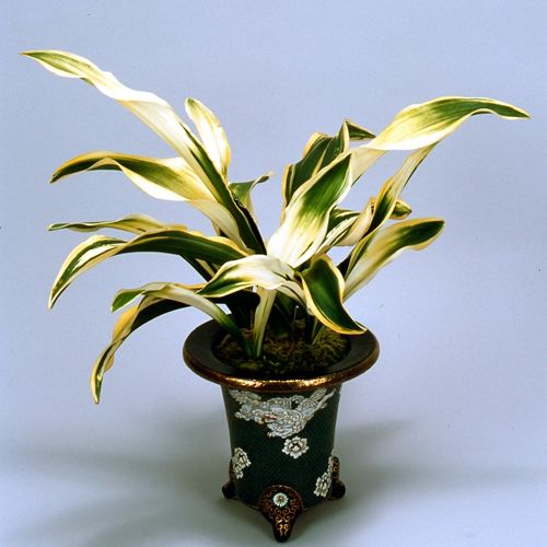 太陽殿の虎