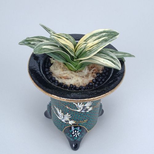 森羅