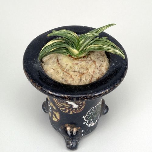 鷹