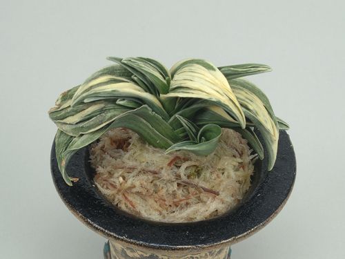 聖岳