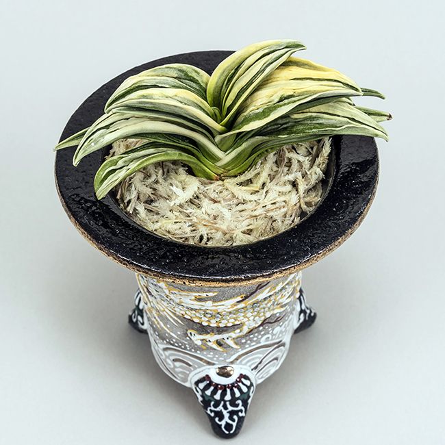 泰斗