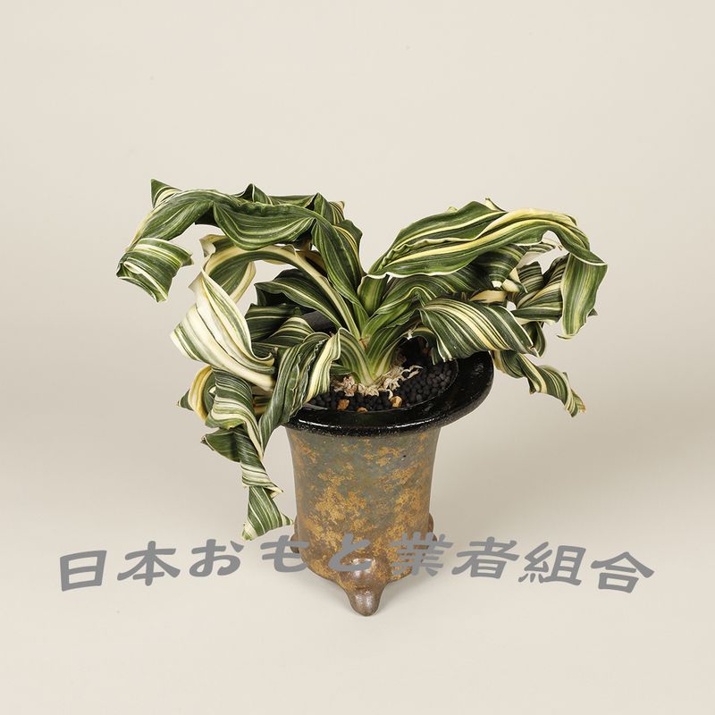 舞子獅子