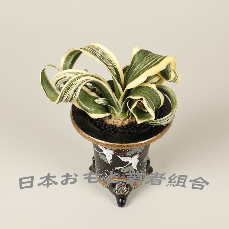 白龍丸