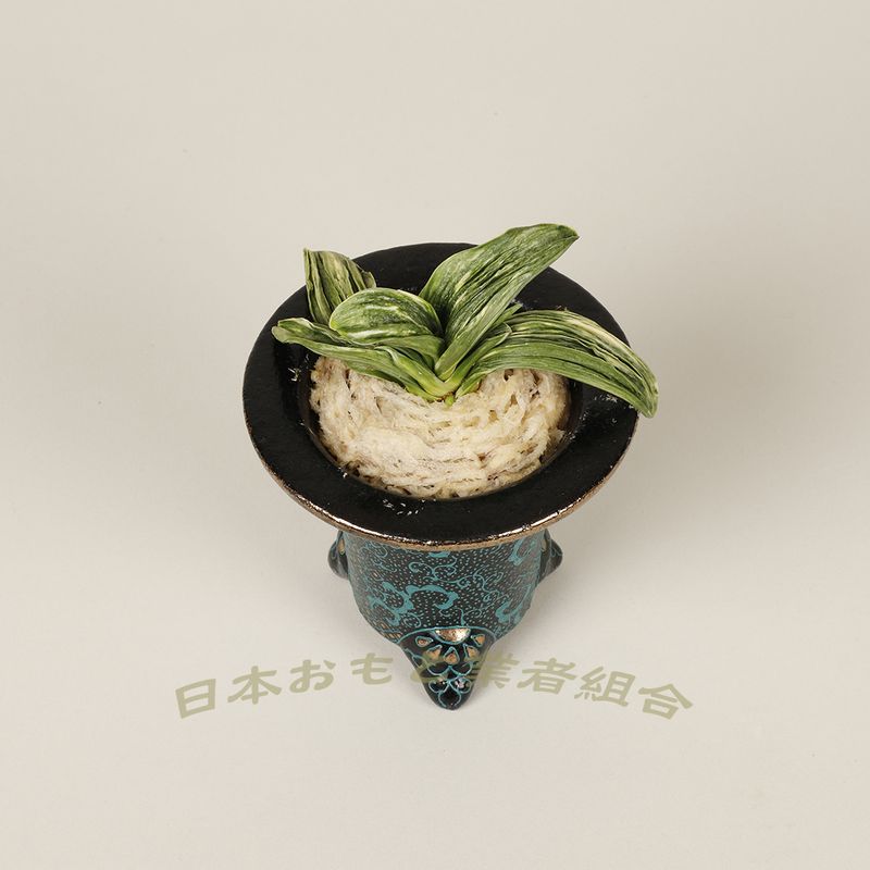 縞羅紗実生