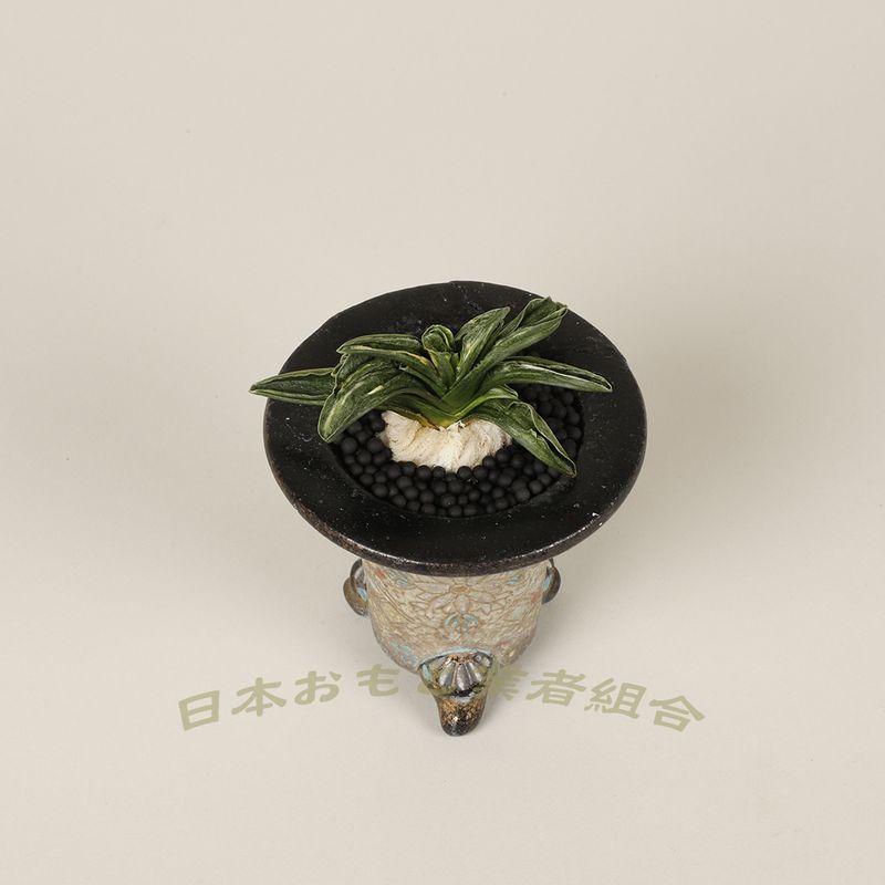 樋本実生