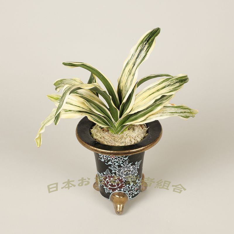 太陽