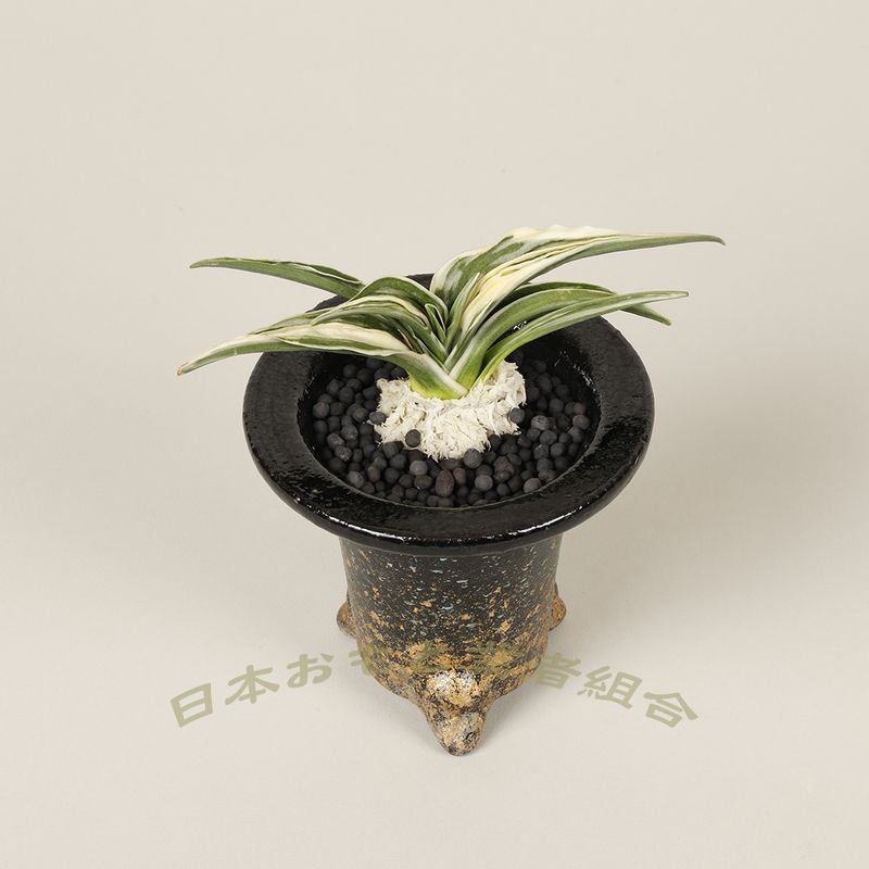 八起