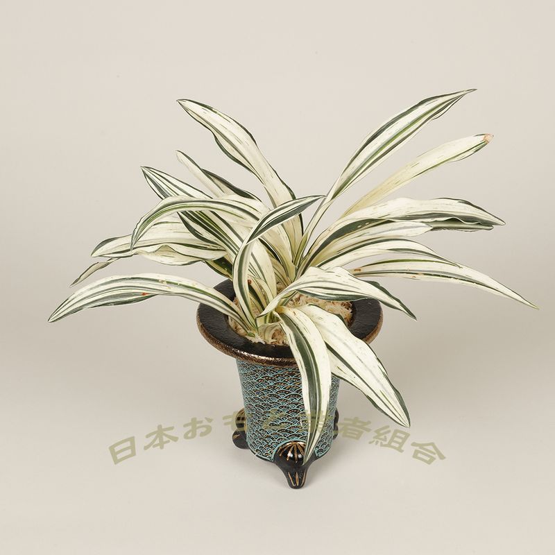 高龍の光