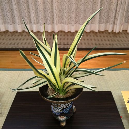 天朝鶴