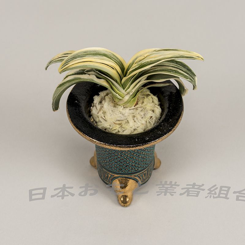 牧翠