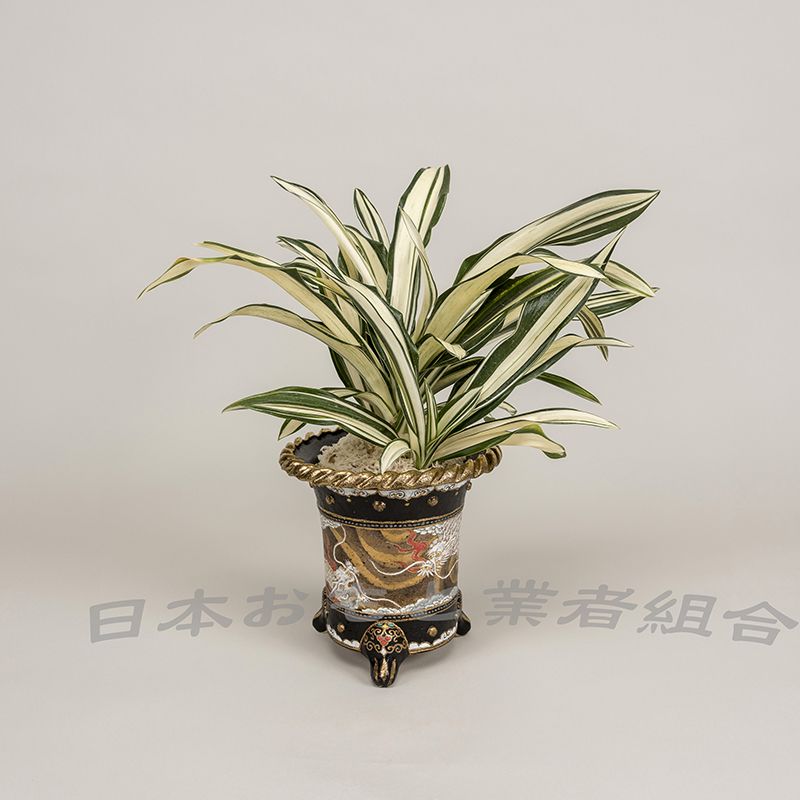 羽衣