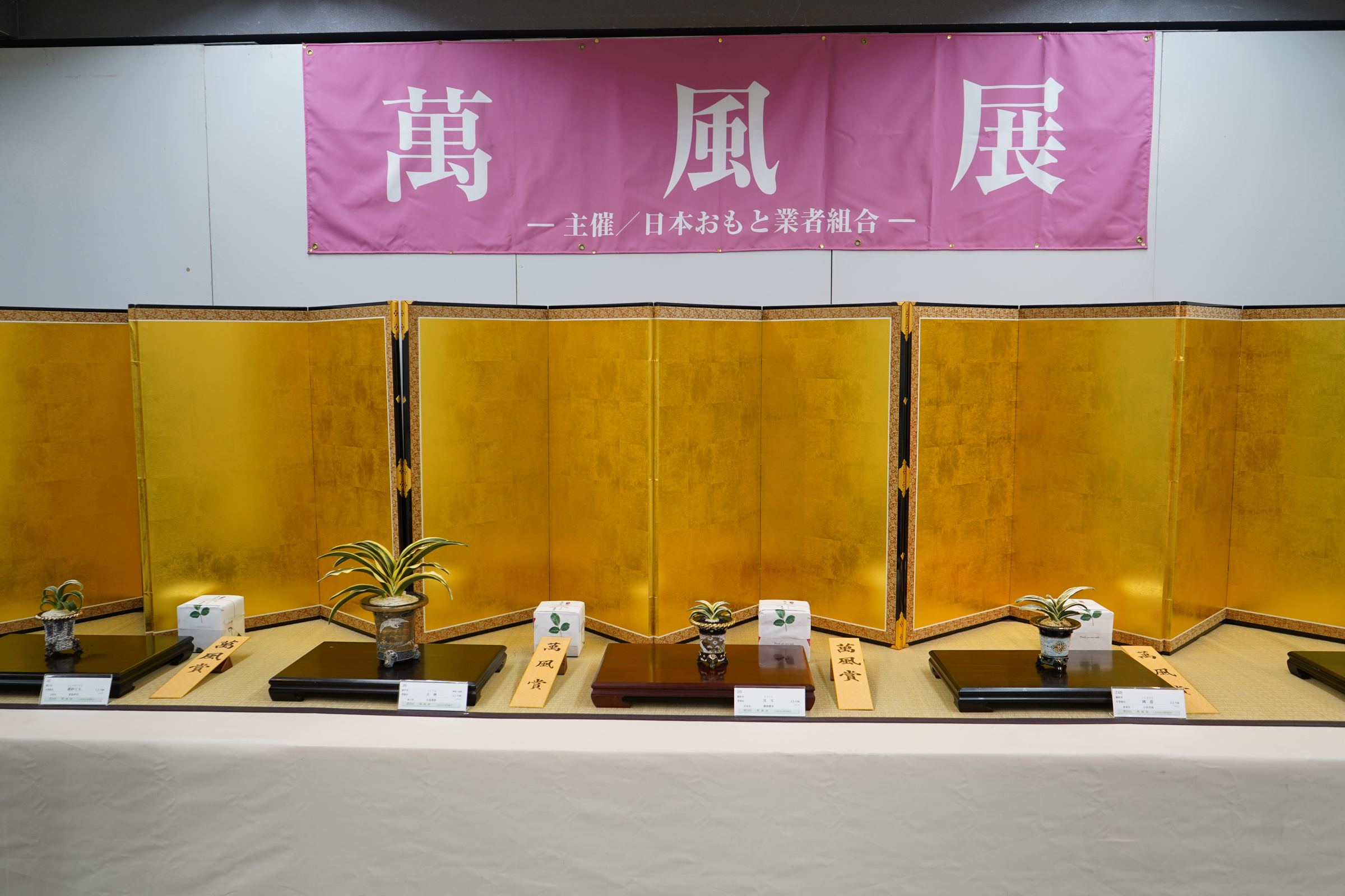 萬風展の会場。金屏風の前におもとの鉢が並ぶ