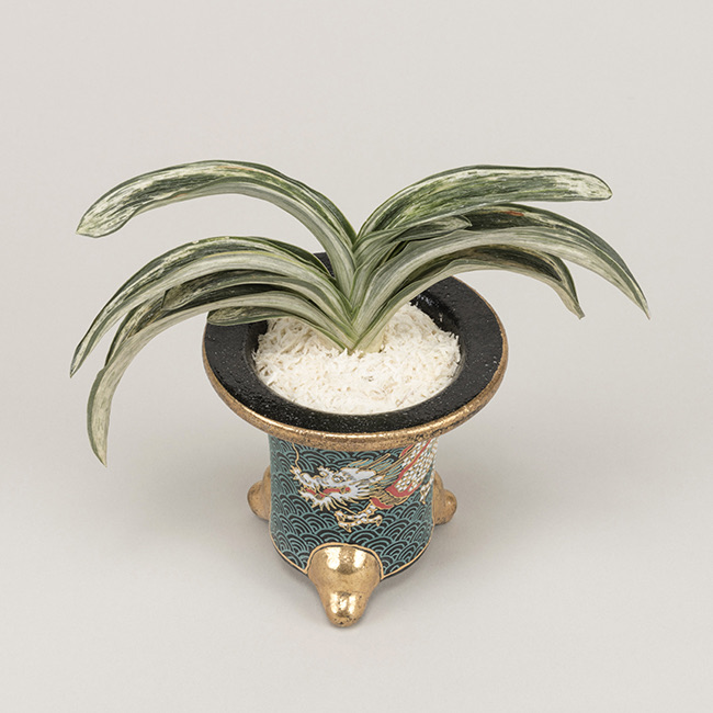 第69回日本おもと名品展 特別最優等作品 吉光の松