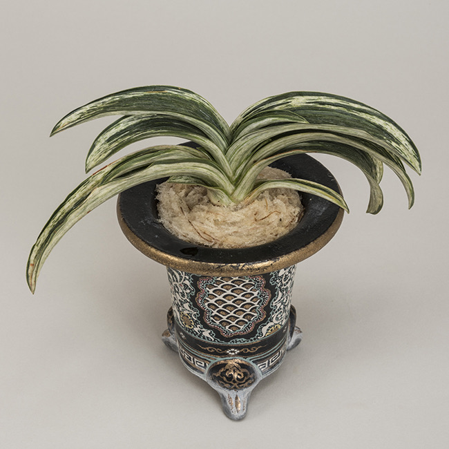 第71回日本おもと名品展 特別最優等作品 吉光の松