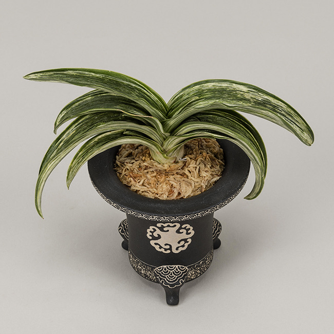 第72回日本おもと名品展 特別最優等作品 吉光の松