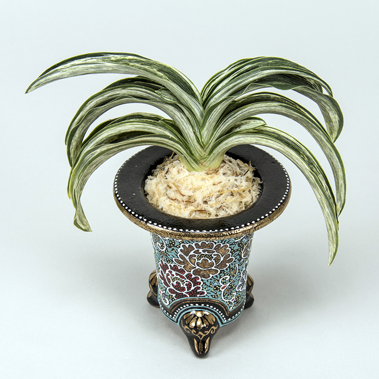 第75回日本おもと名品展 特別最優等作品 吉光の松
