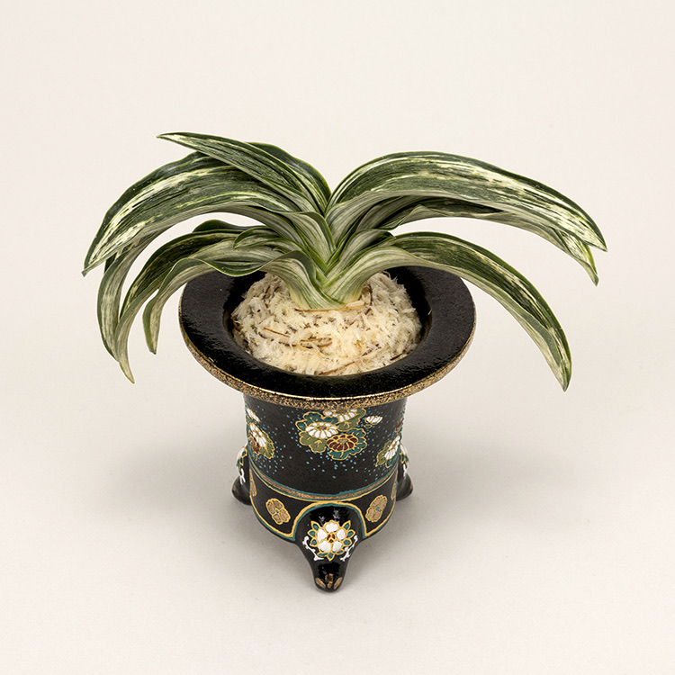 第76回日本おもと名品展 特別最優等作品 吉光の松