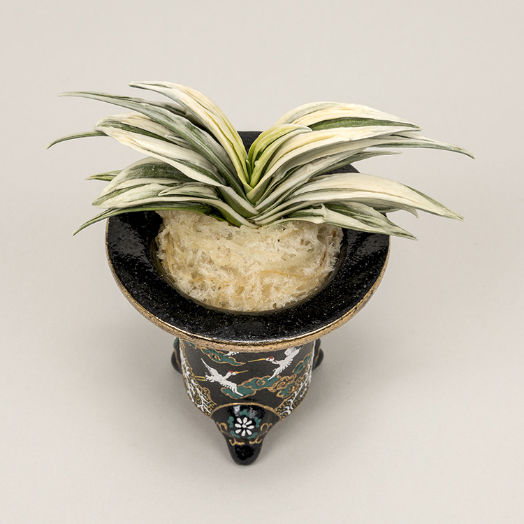 第76回日本おもと名品展 特別最優等作品 吉祥