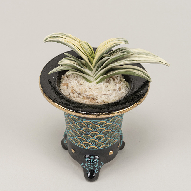 第69回日本おもと名品展 特別最優等作品 琴治