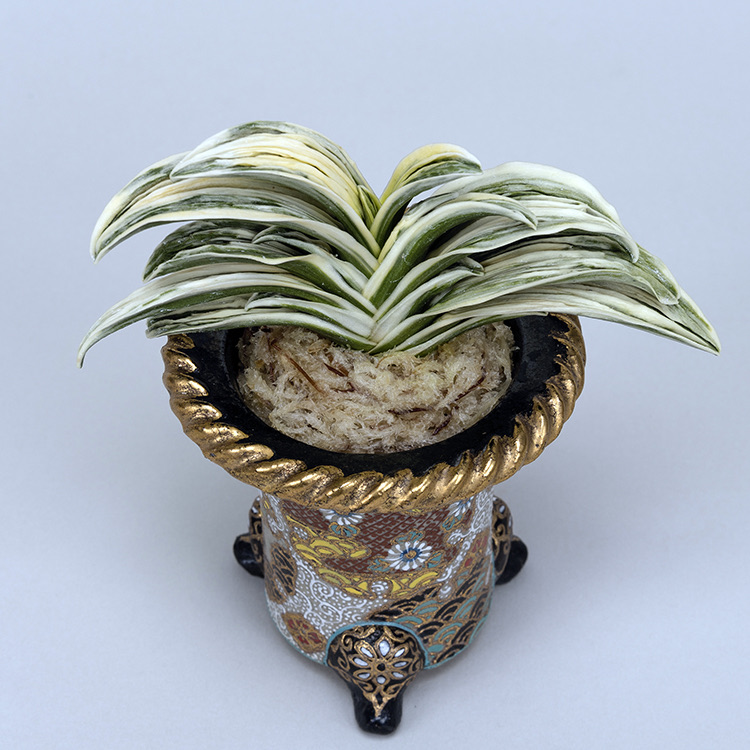 第74回日本おもと名品展 特別最優等作品 琴治