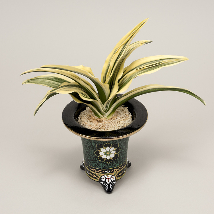第76回日本おもと名品展 特別最優等作品 旭峰
