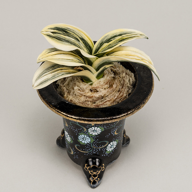 第73回日本おもと名品展 特別最優等作品 舞子
