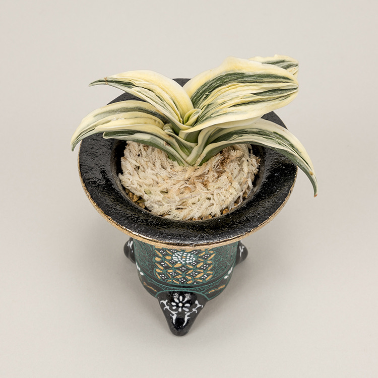 第76回日本おもと名品展 特別最優等作品 舞子