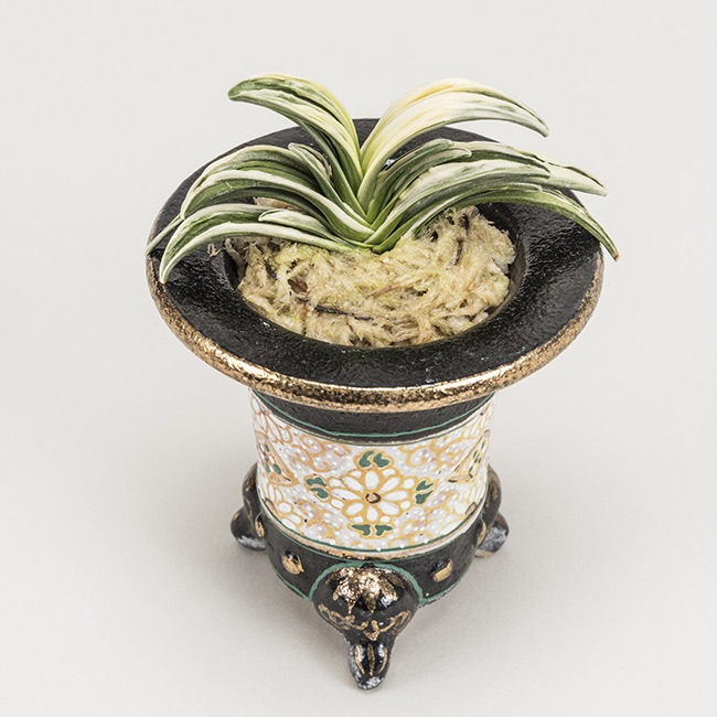 第70回日本おもと名品展 特別最優等作品 松籟