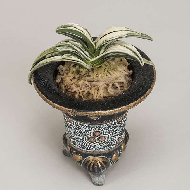 第71回日本おもと名品展 特別最優等作品 松籟