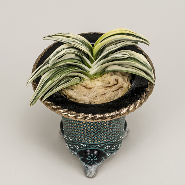 第73回日本おもと名品展 特別最優等作品 松籟