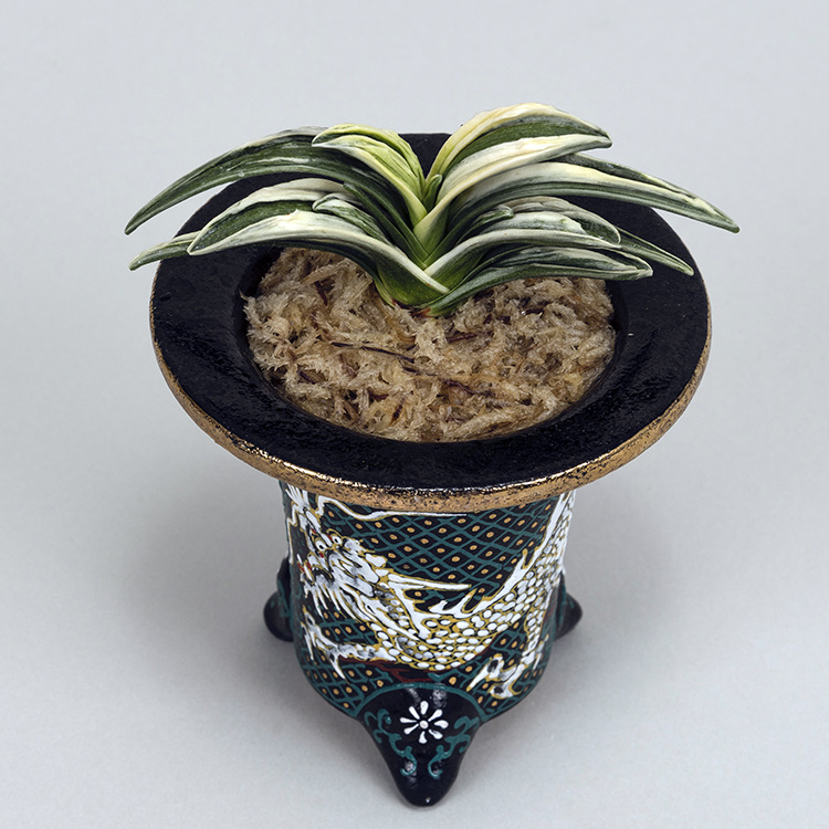 第74回日本おもと名品展 特別最優等作品 松籟