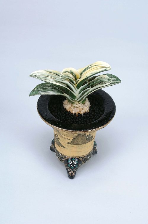 特志賞品種 太楽