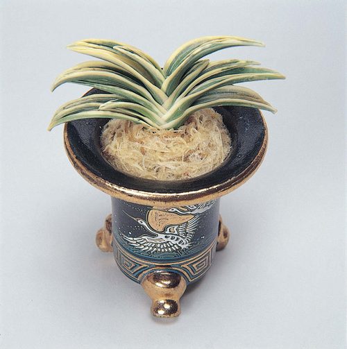 特志賞品種 天光冠